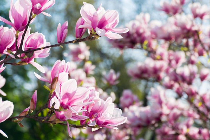 beautiful magnolia flowers on the branches. wonderful nature background in springtime. sunny weather