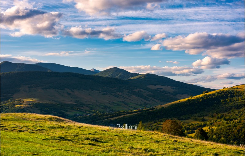 beautiful mountain landscape in afternoon. grassy meadow and forested hills of Carpathian mountains. Pikui mountain in the far distance. gorgeous blue sky with golden clouds