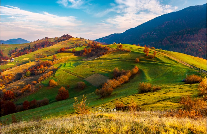 beautiful mountainous countryside in autumn. vivid fall colors at sunrise under the gorgeous sky. dreamy landscape of Carpathian mountains