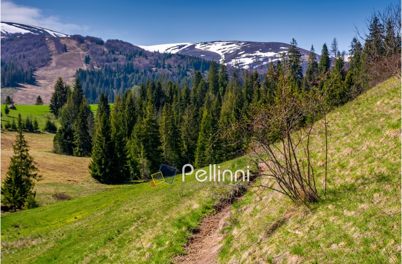 beautiful nature scenery in springtime. bush and a footpath on a grassy hillside. forest and mountain with snowy tops on the background