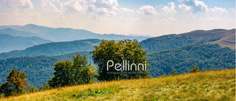 beautiful panorama of Carpathian mountains in early autumn weather. few beech tree tops behind the grassy slope of a ridge under sky with clouds
