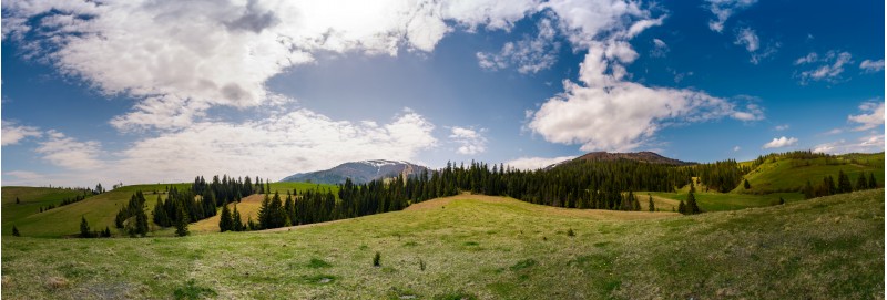 beautiful panorama of mountainous area in spring. spruce forest on grassy hills of Pylypets valley. Borzhava mountain ridge with snowy tops in the distance on a cloudy day
