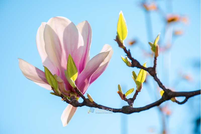 beautiful pink blossom of magnolia flower. wonderful spring background. flower close-up