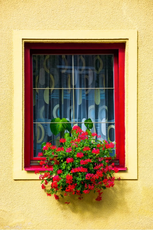 beautiful red flowers on the wall. lovely architecture element