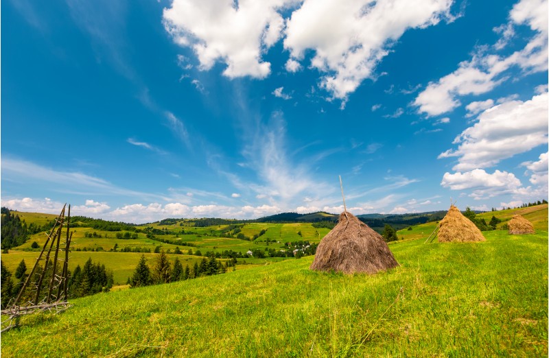 beautiful rural scenery in mountains. haystacks on a grassy hillside near the forest on a rolling hills. fine weather with some fluffy clouds on blue summer sky