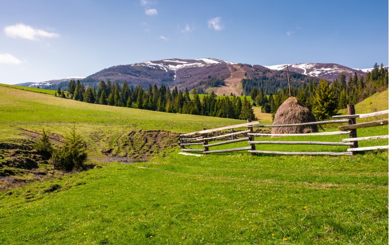 beautiful rural scenery in springtime. wooden fence and haystack on a grassy hillside at the foot of Borzhava mountain ridge with snowy tops.
