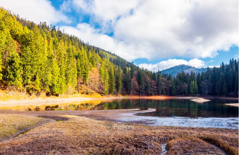 beautiful scenery around the Synevyr lake. tall trees around the body of water in mountains. lovely autumn weather with cloudy sky