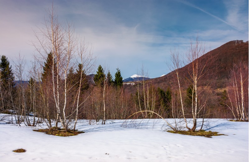 beautiful scenery with birch trees on snowy slope. lovely mountainous landscape with snowy peak in the distance in springtime