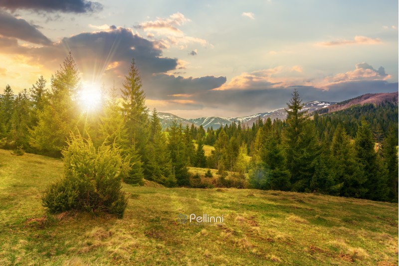 beautiful springtime landscape in mountains at sunset in evening light. spruce forest on grassy hillside meadow. spots of snow on distant ridge. 