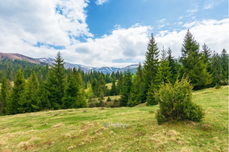 beautiful springtime landscape in mountains. spruce forest on grassy hillside meadow. spots of snow on distant ridge. 