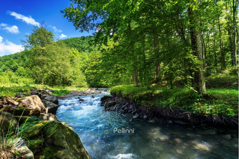 beautiful summer landscape by the small forest river. raging water flow among the rocks on the shore. fresh green foliage on the trees. forested hill in the distance. bright and warm afternoon