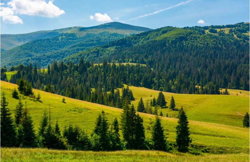 beautiful summer landscape in mountains. spruce forest on a grassy hills. lovely nature concept