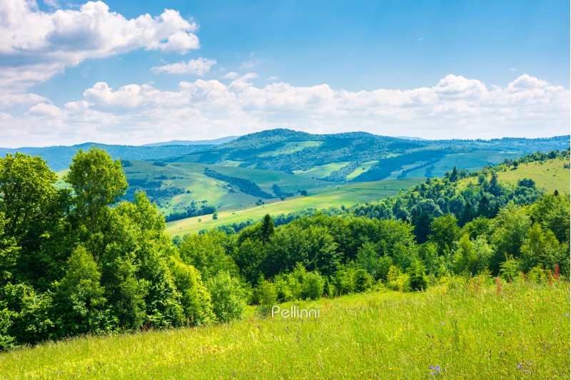 beautiful summer landscape in mountains. grassy meadow, green foliage, blue sky on a sunny warm day