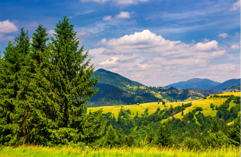 beautiful summer landscape in mountains. tall spruce trees on the edge of a hill