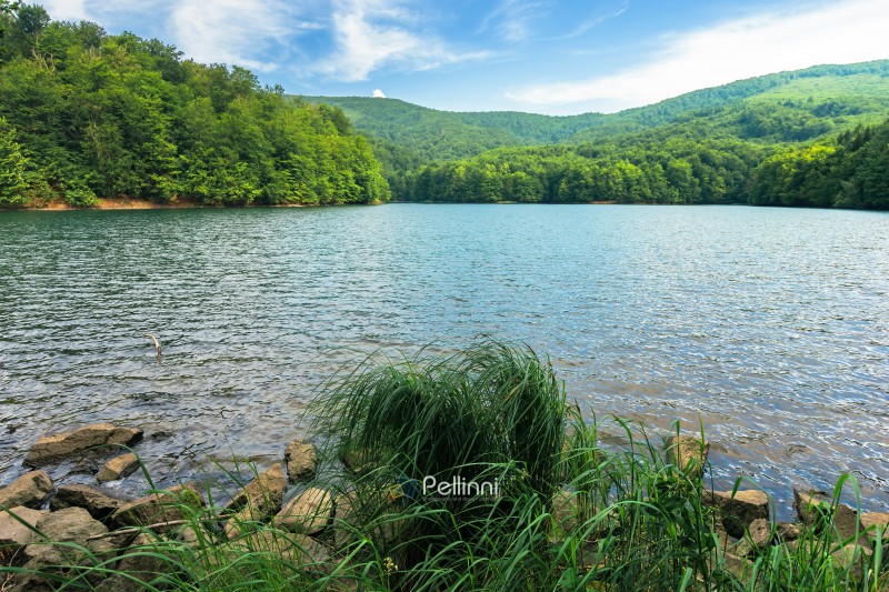 beautiful summer scenery near the mountain lake. beech forest and rocks among tall grass on the shore. sunny and windy weather and crystal clear water