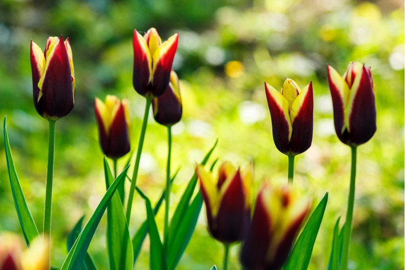 beautiful tulips in park on a blurred background in springtime