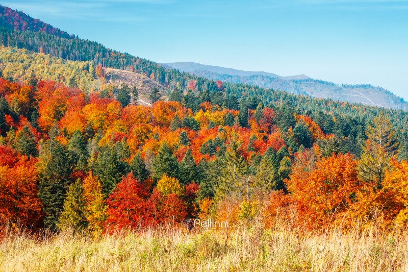 beautiful view of Ukraine countryside. sunny afternoon. wonderful autumn landscape in mountains. grassy field and colorful forest. outdoor scenery for remote adventure