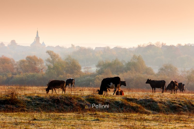 beautiful view of autumn countryside landscape in carpathian mountains. rural scene with cows grazing on meadow in frost. village behind trees with church on a hill in morning light under orange sky