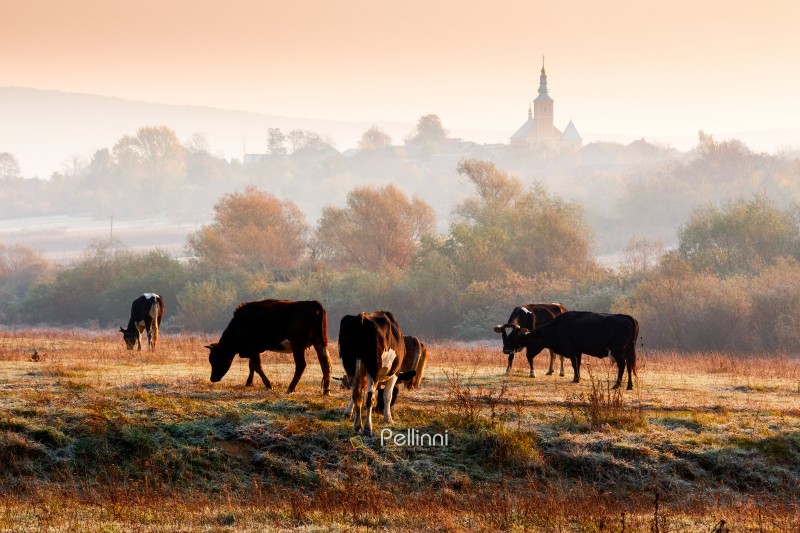 beautiful view of autumn countryside landscape in carpathian mou beautiful view of autumn countryside landscape in carpathian mountains. rural scene with cows grazing on meadow in frost. village behind trees with church on a hill in morning light under orange sky