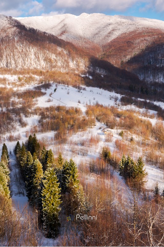 beautiful mountainous winter landscape on a sunny day. spruce trees down in the valley view from the top of a snowy hill