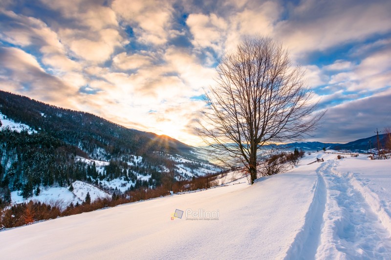beautiful winter landscape with snow covered hills on sunny morn beautiful winter landscape with snow covered hills on sunny morning. serene rural scene in carpathian mountains. rolling countryside area in ukraine. christmas backdrop for holiday or vacation concept