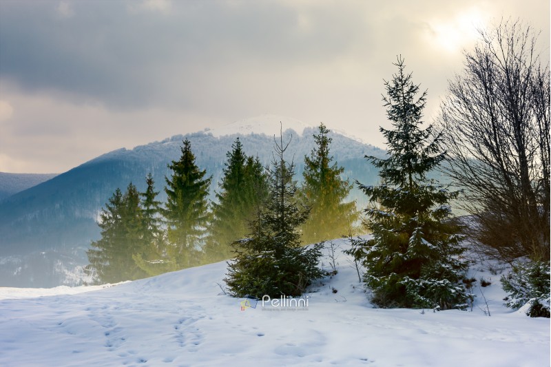 beautiful winter scenery in mountains. composite image with forest on snowy  slope and distant ridge with alpine meadow on top on a cloudy december day