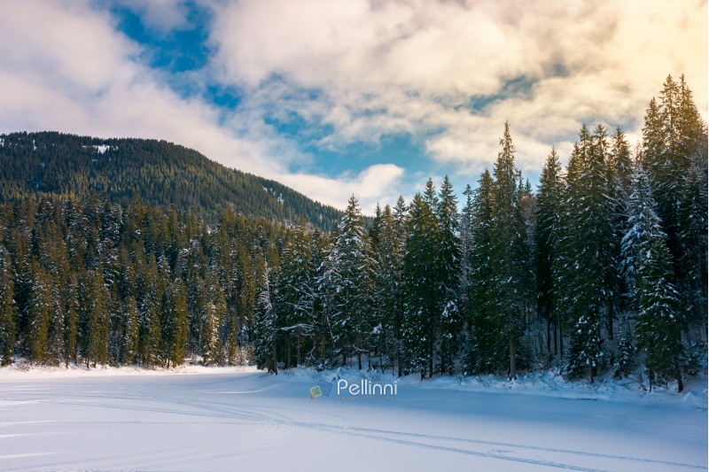 beautiful winter scenery in mountains. frozen lake cowered with snow. spruce trees on the shore. wonderful sunny weather