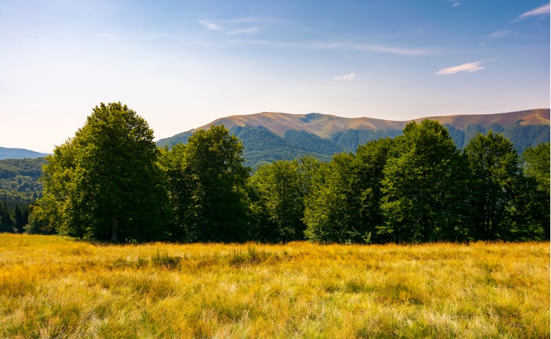 beech forest at the foot of Apetska mountain. lovely summer landscape of Carpathian mountains