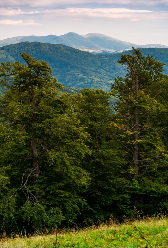 beech forest of Carpathian mountains in afternoon. lovely nature scenery in summertime. Svydovets mountain ridge in the distance under the cloudy sky