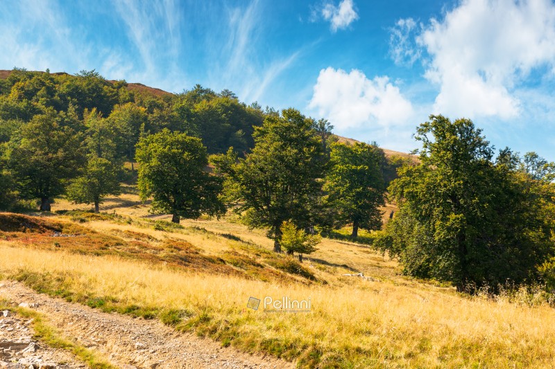 beech forest of carpathian mountain in summer. outdoor background for hiking and adventure in transcarpathia. blue sky with clouds