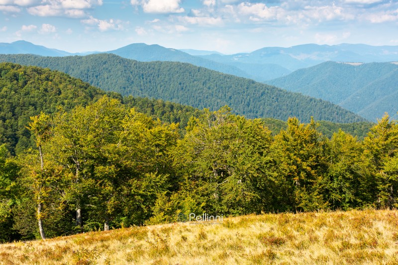 beech forest of carpathian mountain in summer. scenic view of a rolling scenery from the top of krasna ridge. blue sky with clouds