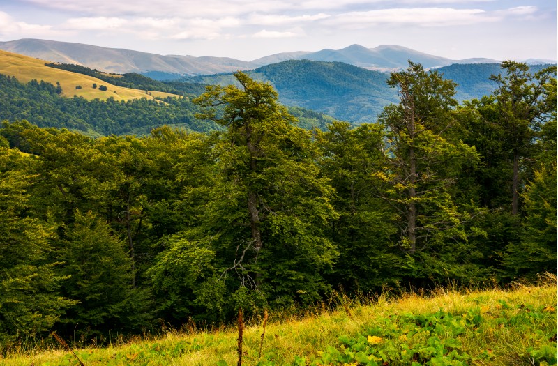 beech forest of the Svydovets mountain ridge. beautiful summer landscape of Carpathians, Ukraine