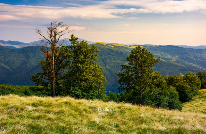 beech forest on a meadow of Svydovets ridge. beautiful landscape of Carpathian mountains in late summer