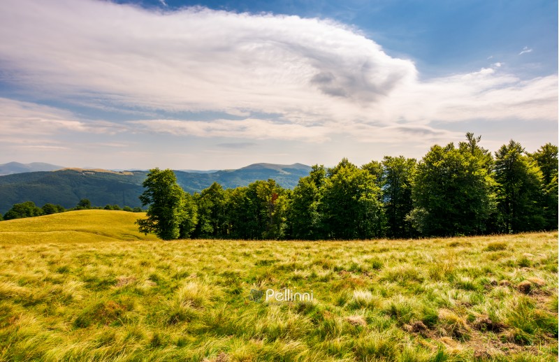 beech forest on grassy hillside. lovely scenery of Carpathian landscape in summer. location Svydovets ridge, Ukraine
