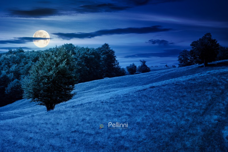 beech forest on the grassy hill at night. alpine scenery with trees in lush leaves. primeval woods in full moon light. dark clouds on the sky