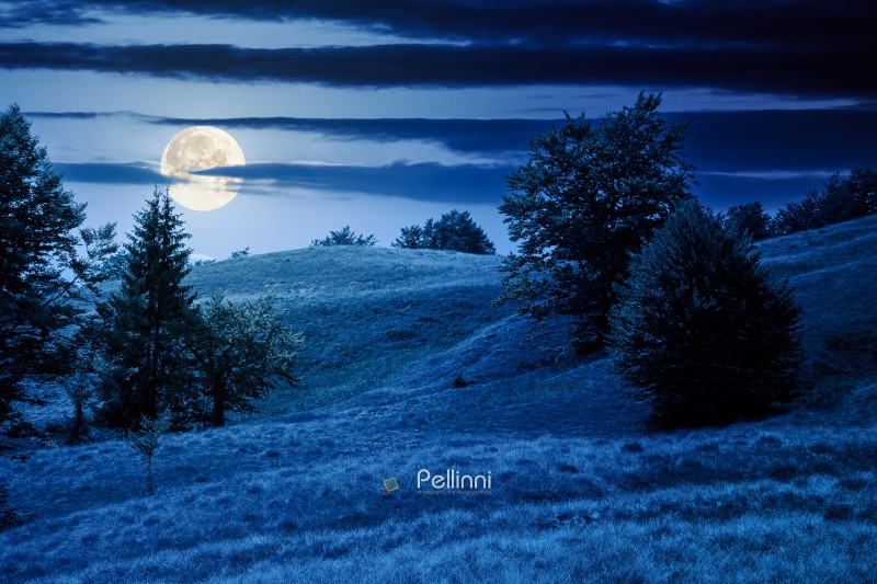 beech forest on the grassy hill at night. alpine scenery with trees in lush leaves. primeval woods in full moon light. dark clouds on the sky