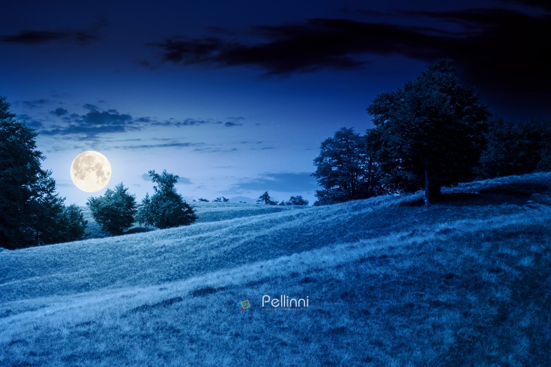beech forest on the grassy hill at night. alpine scenery with trees in lush leaves. primeval woods in full moon light. dark clouds on the sky