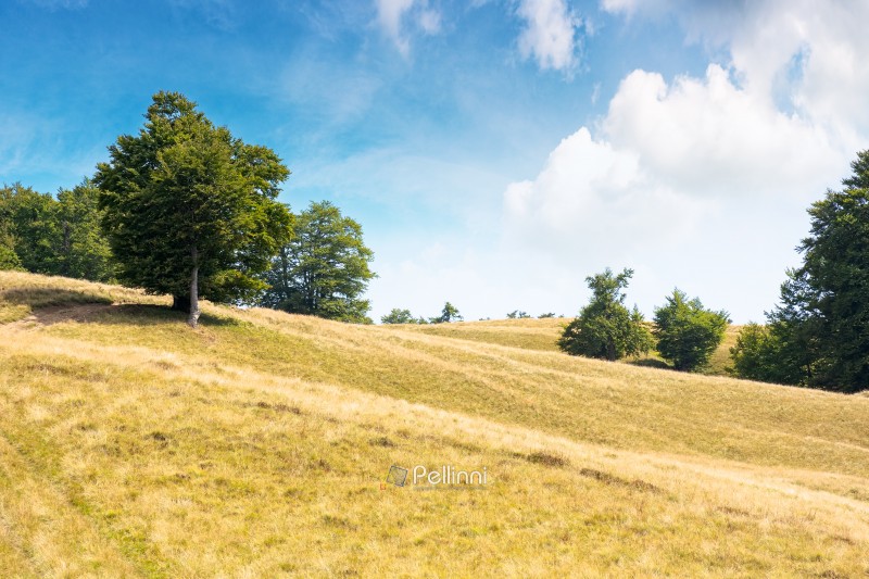 beech forest on the grassy hill. alpine scenery with trees in green leaves. primeval woods of carpathian mountains, ukraine. sunny day with fluffy clouds on the sky