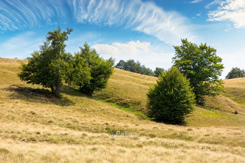 beech forest on the grassy hill. alpine scenery with trees in green leaves. primeval woods of carpathian mountains, ukraine. sunny day with fluffy clouds on the sky