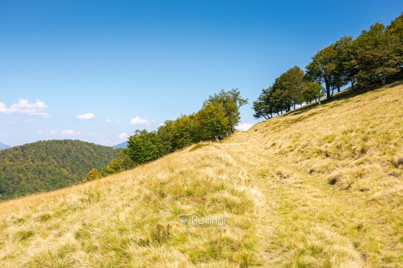 beech forest on the hill with yellow grass. path through hillside on sunny day in early autumn. beautiful landscape in carpathian mountains under blue sky