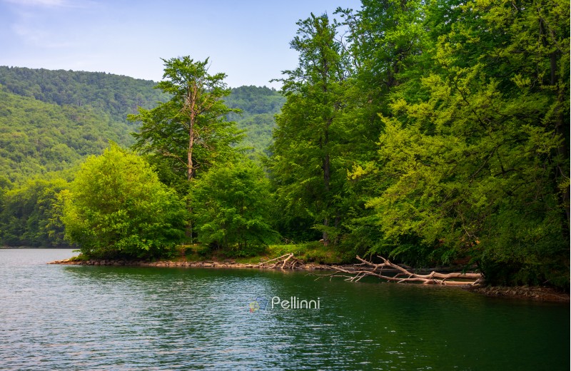 beech forest on the shore of mountain lake. beautiful summer landscape. clean environment concept.