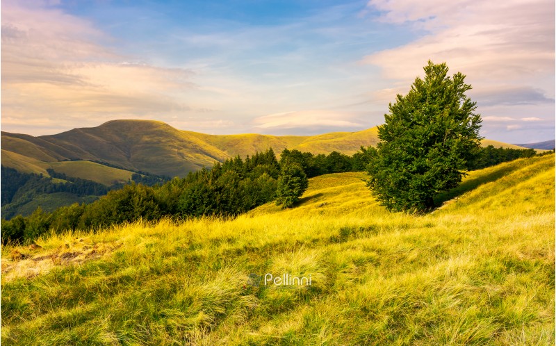 beech forests of Carpathian mountains in evening. hills of Svydovets mountain ridge in the distance. wonderful travel destination in Carpathian mountains Ukraine