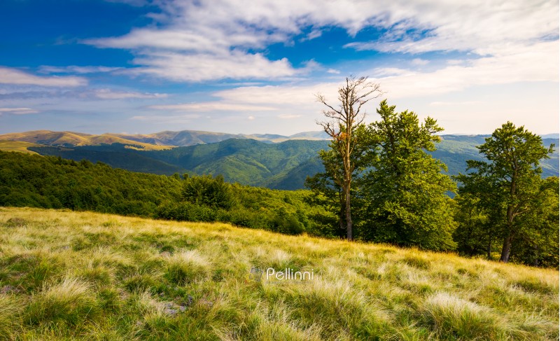 beech trees on a meadow of Svydovets ridge. beautiful landscape of Carpathian mountains in late summer
