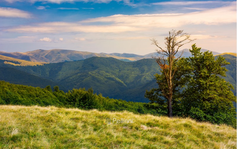 beech trees on a meadow of Svydovets ridge. beautiful scenery of Carpathian mountains in august