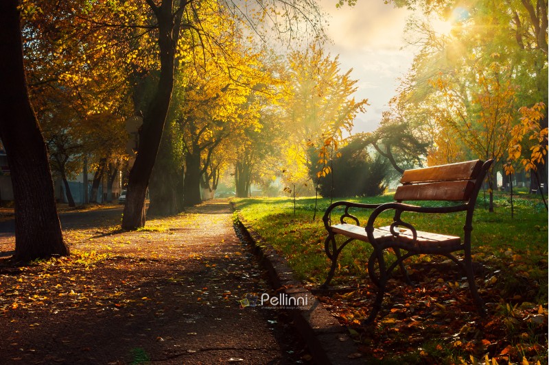 bench in the autumn city park. beautiful empty morning scenery