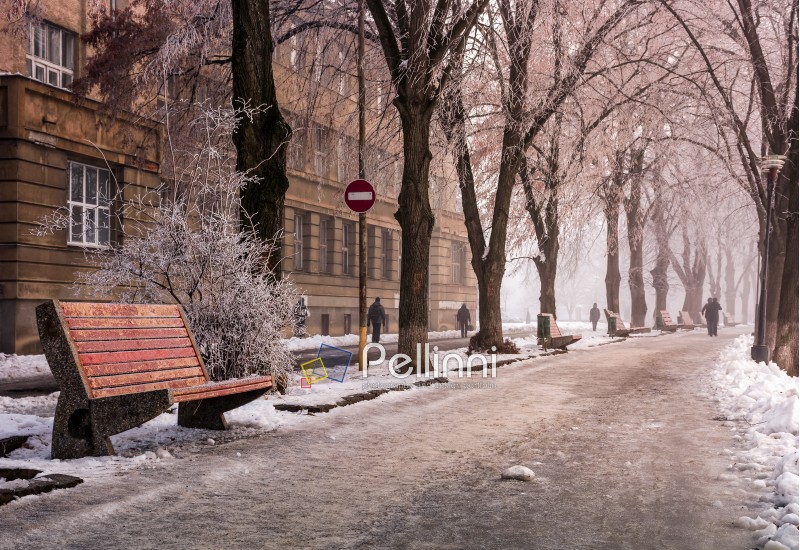 bench on longest linden alley in winter. mysterious and hazy morning with hoarfrost on the embankment of river Uzh