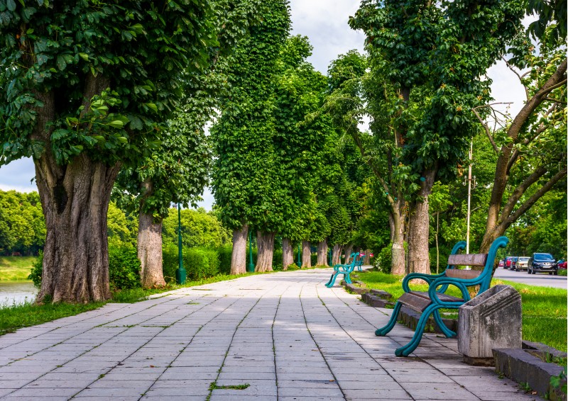 benches on Kiev embankment in Uzhgorod. lovely chestnut alley in summertime