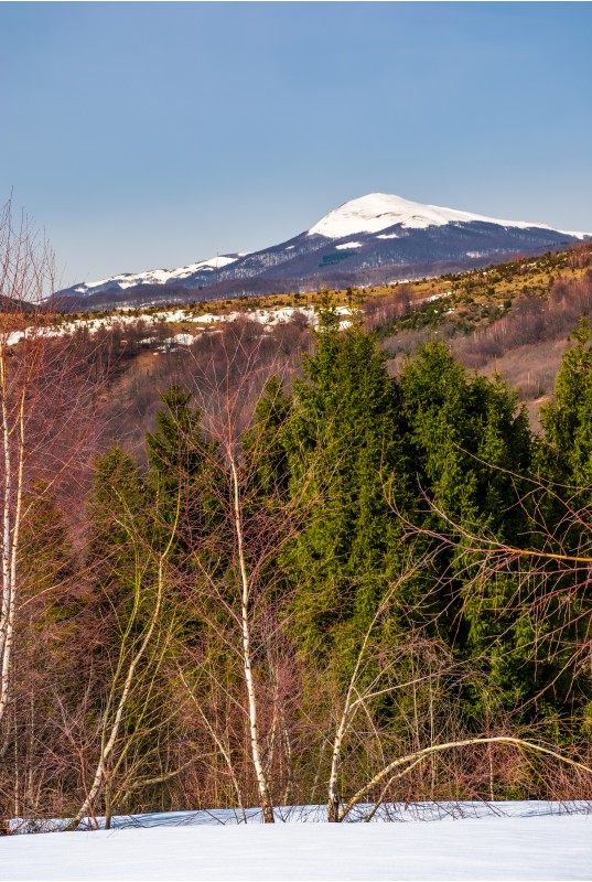 birch and spruce on snowy hills in Carpathians. beautiful springtime scenery in mountains with snowy top in the distance
