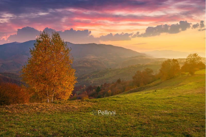 birch tree on a hill in autumn at sunrise. beauttiful mountainous countryside with gorgeous sky. bright and hazy atmosphere around