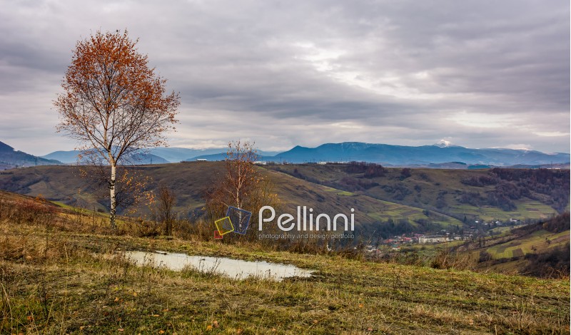 birch tree on hill above the village. gloomy autumn landscape in mountains with snowy peak in the distance